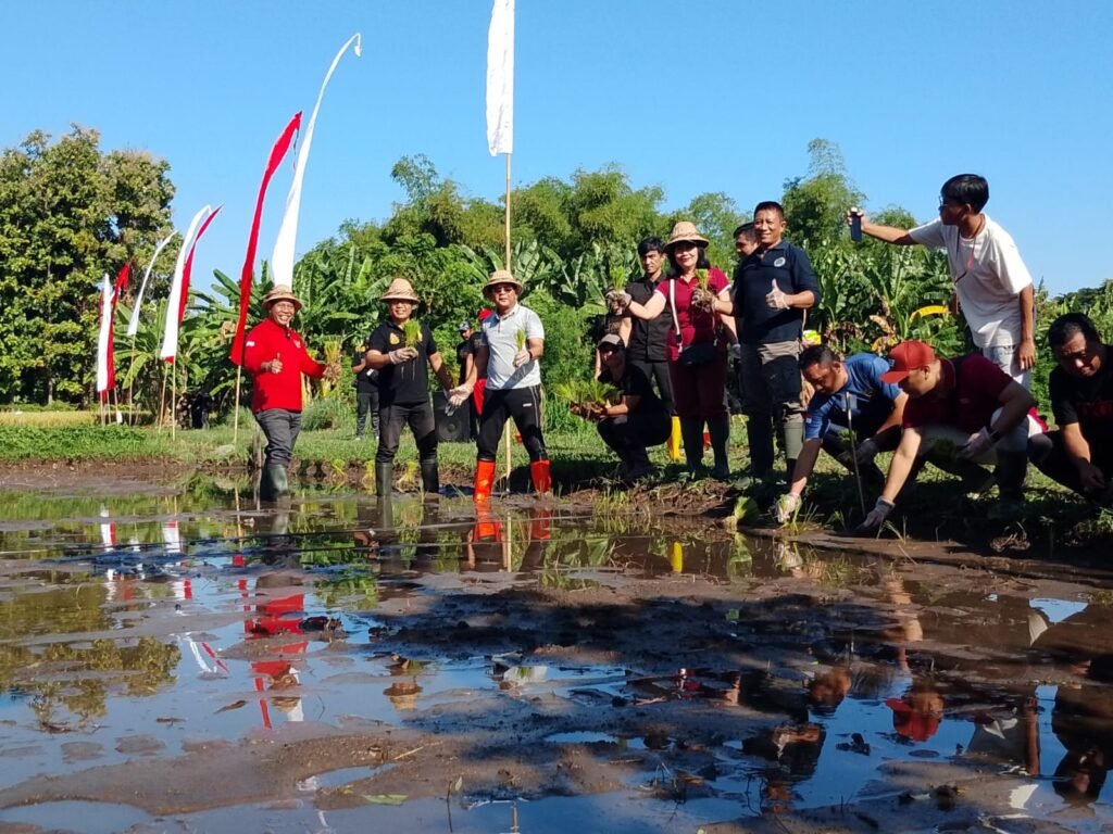 Kian Langka, Padi Sudaji hingga Jagung Gembal Mulai Dikembangkan Distankan Buleleng